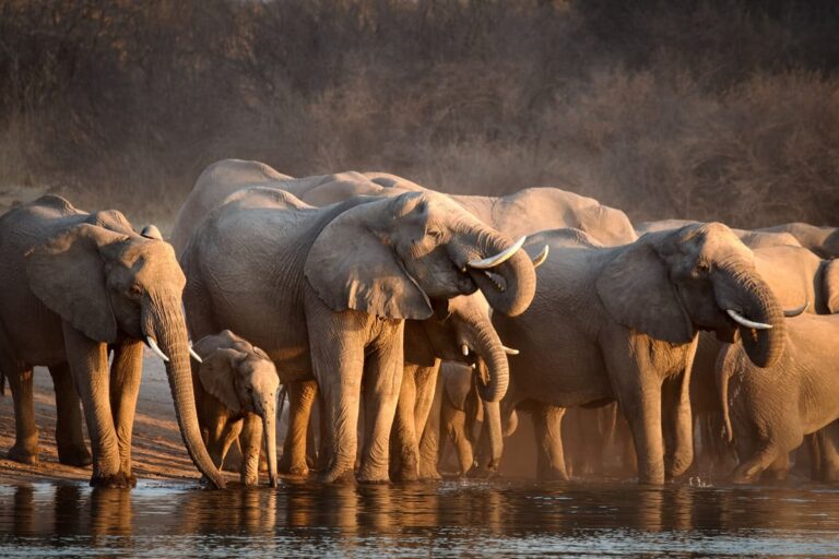 Holiday packages to Kenya from south Africa, photo 4