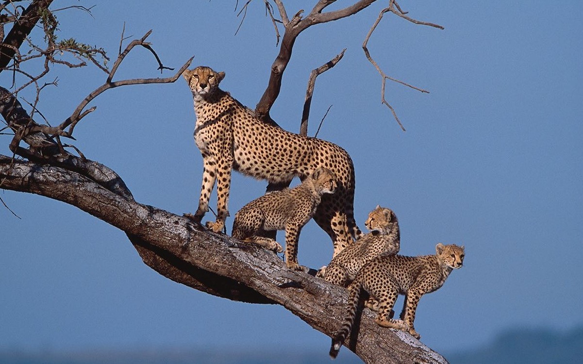 Kenya cultural tours: what you will see
