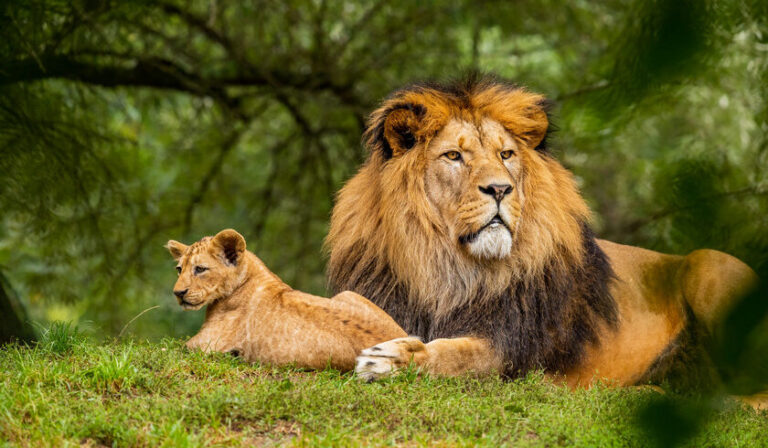 Kenya tour packages from india, photo 4