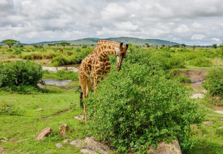 Kenya vs Tanzania Safari: Which Is Better?