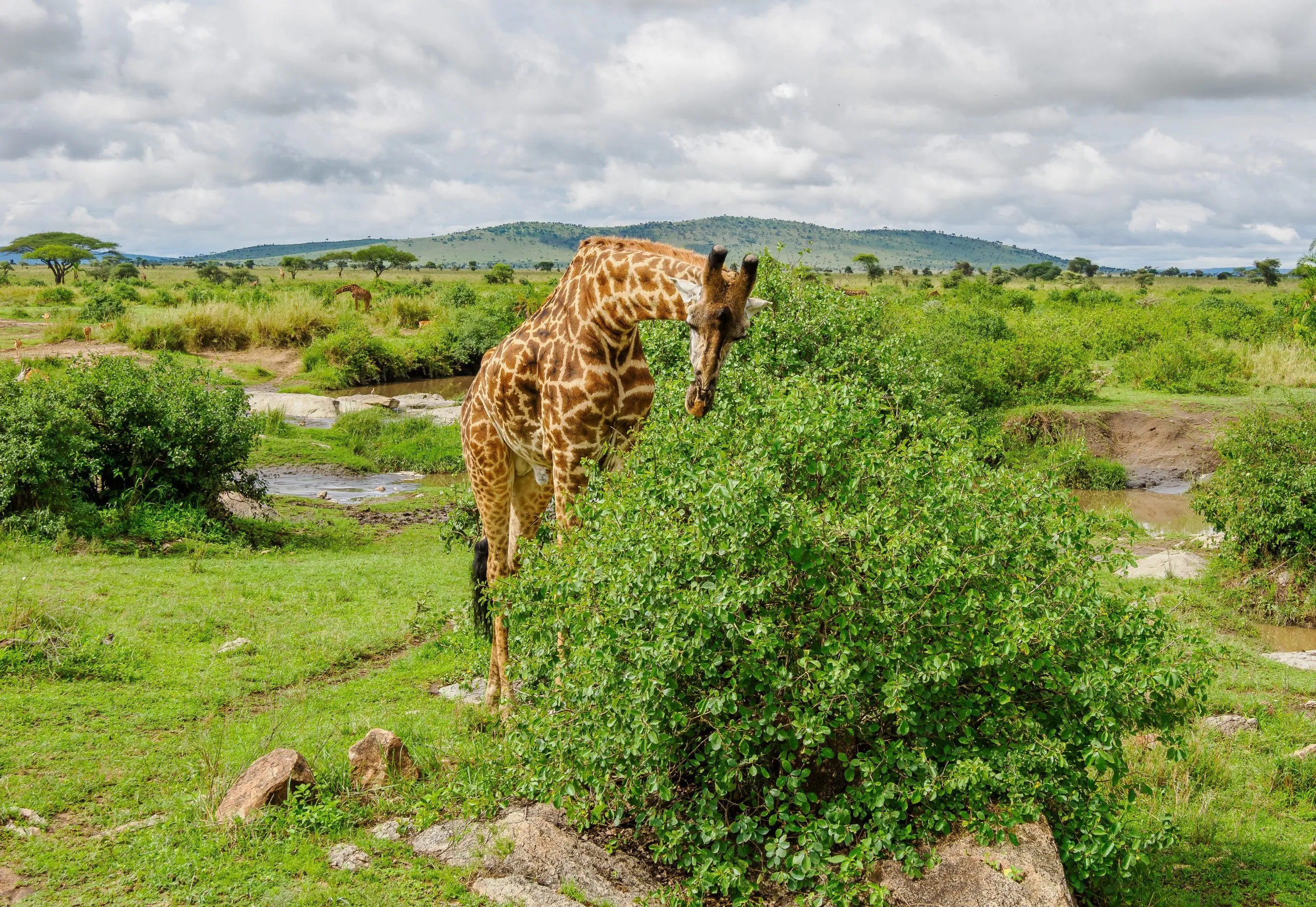 Kenya vs Tanzania safari: what you will see