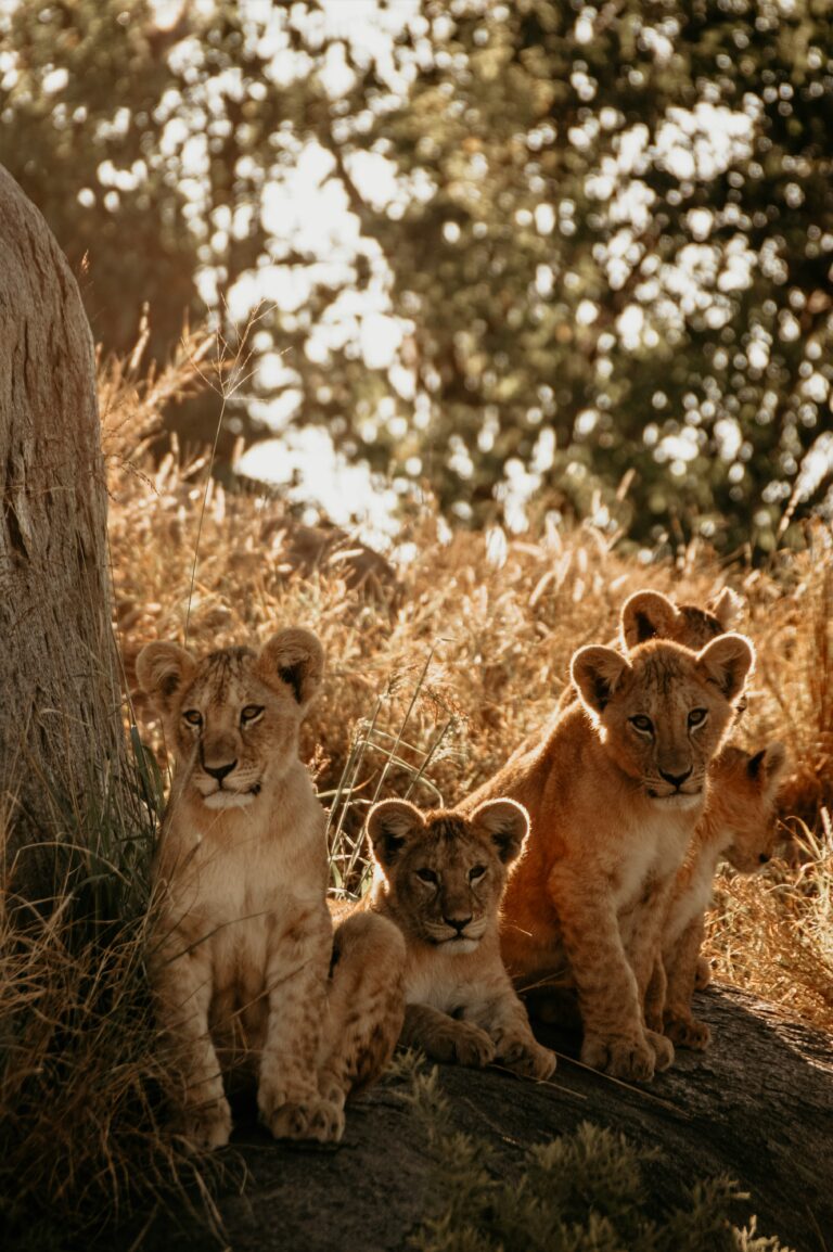 Luxury Masai Mara safari, photo 3