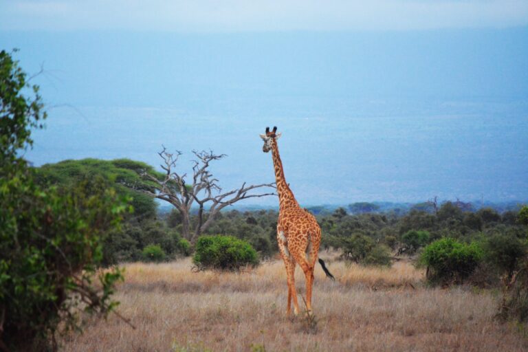 Giraffe Centre and Sheldrick Elephant Orphanage Tour