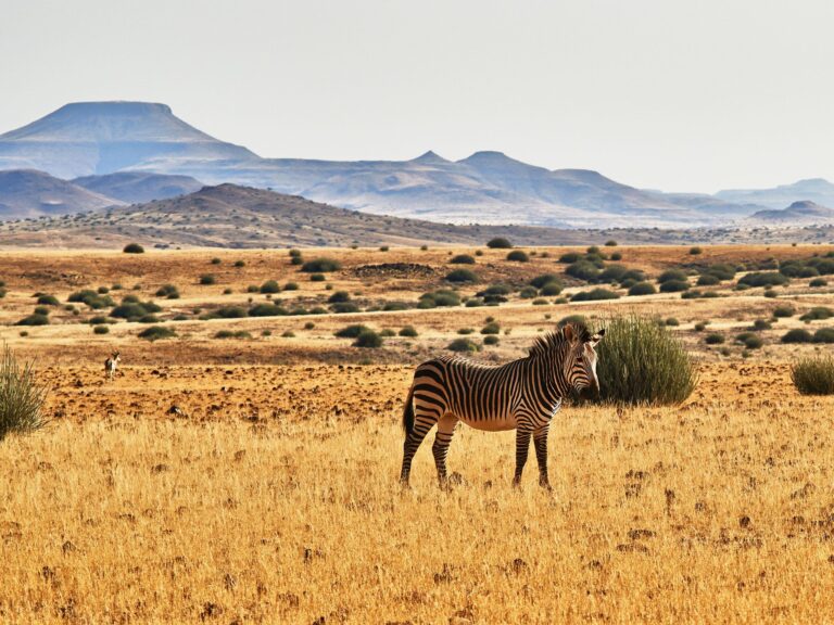 Zanzibar beach and safari