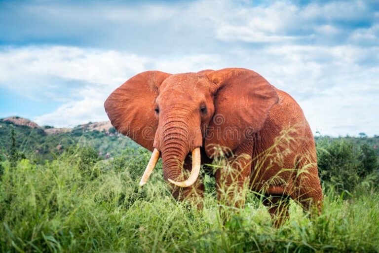 Kenya Fly In Safaris
