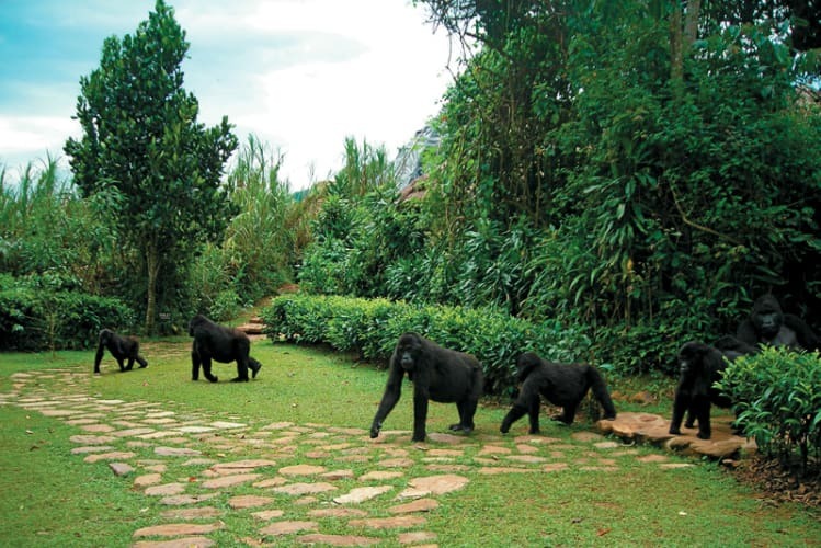 Gorilla trekking from Nairobi: what you will see