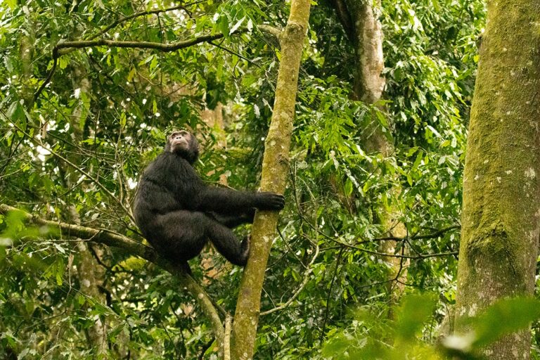 Gorilla trekking from Nairobi, photo 3