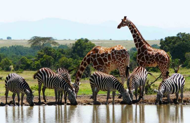 Watamu and Malindi Holiday Packages
