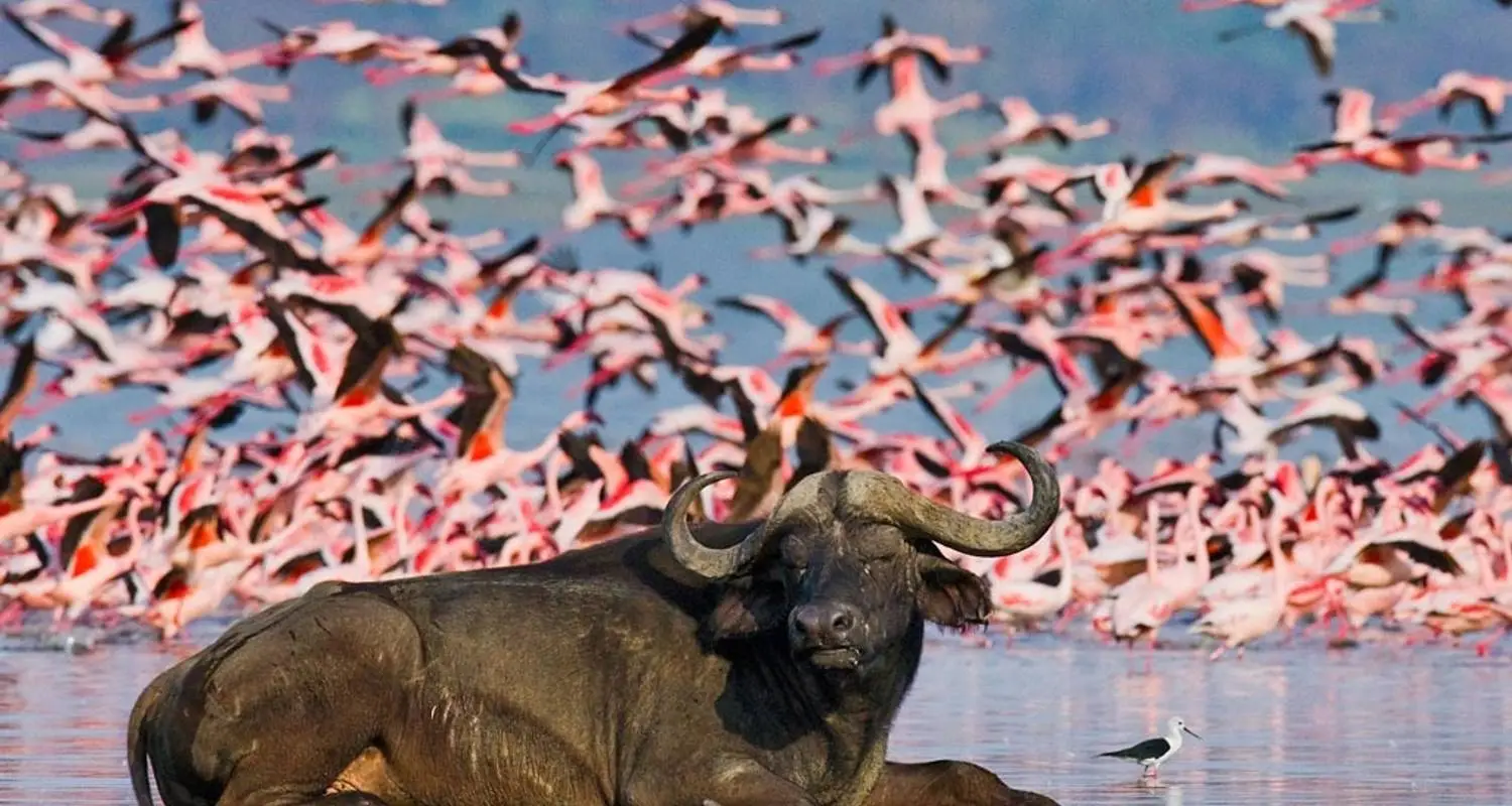 Kenya, Tanzania and Uganda Safaris