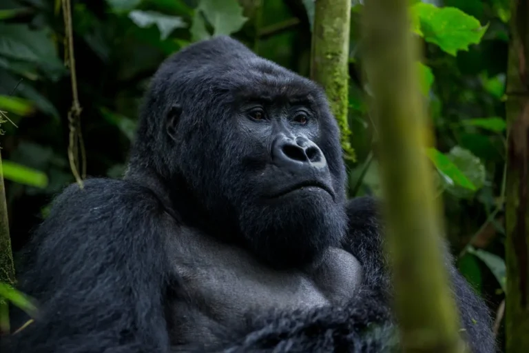 Best Time for Gorilla Trekking in Uganda and Rwanda