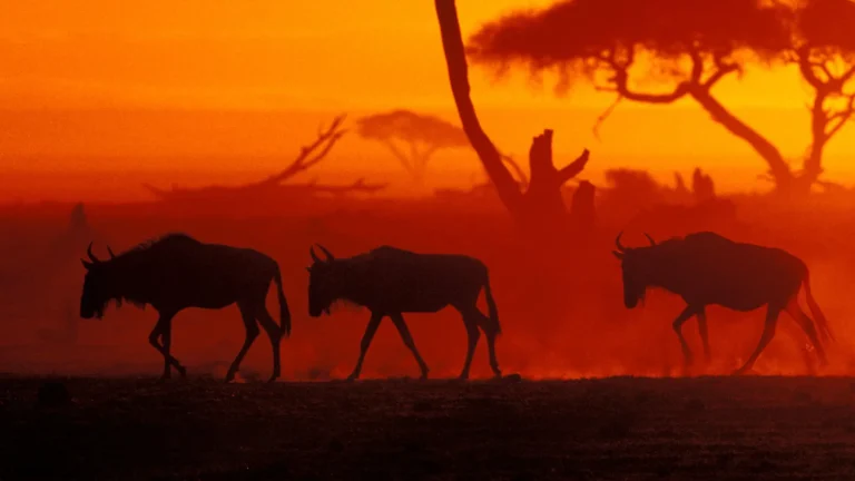 Great Migration Calendar: Month by Month Guide (Kenya and Tanzania)