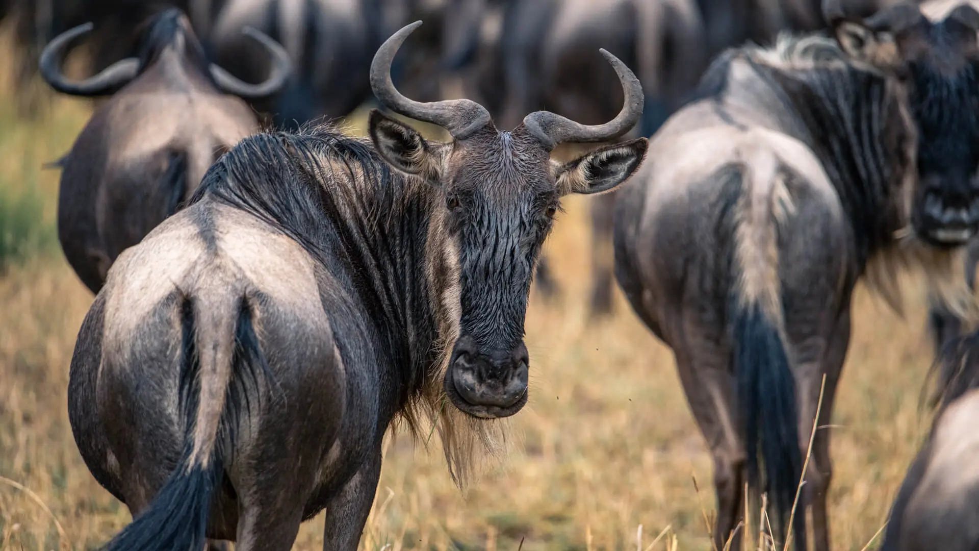 Kenya, Tanzania and Uganda Safaris