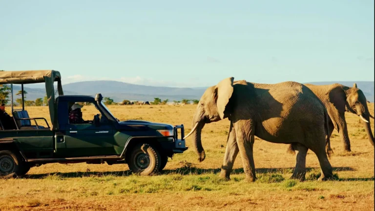 Amboseli safari
