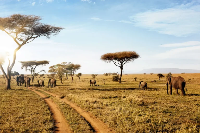 Tanzania safari packages and prices