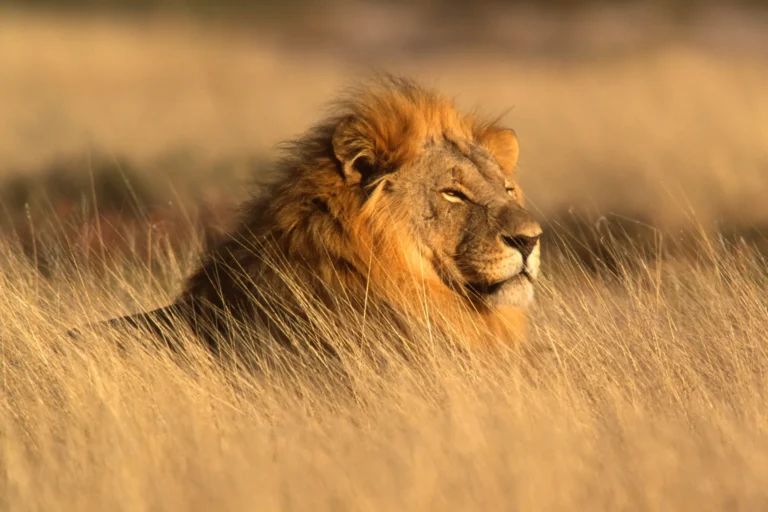 Where to See the Big Five in Kenya