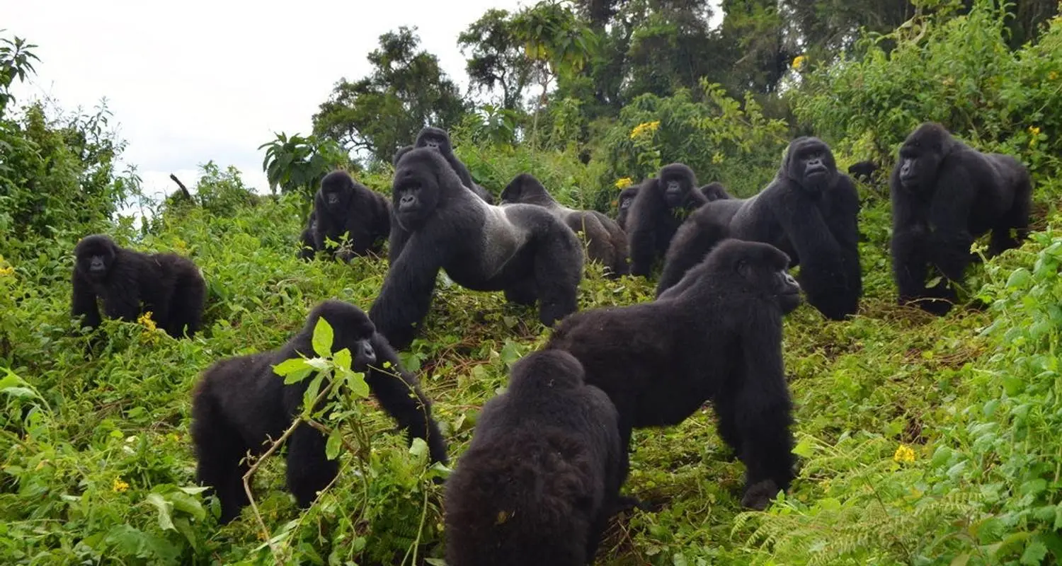 Kenya, Tanzania and Uganda Safaris