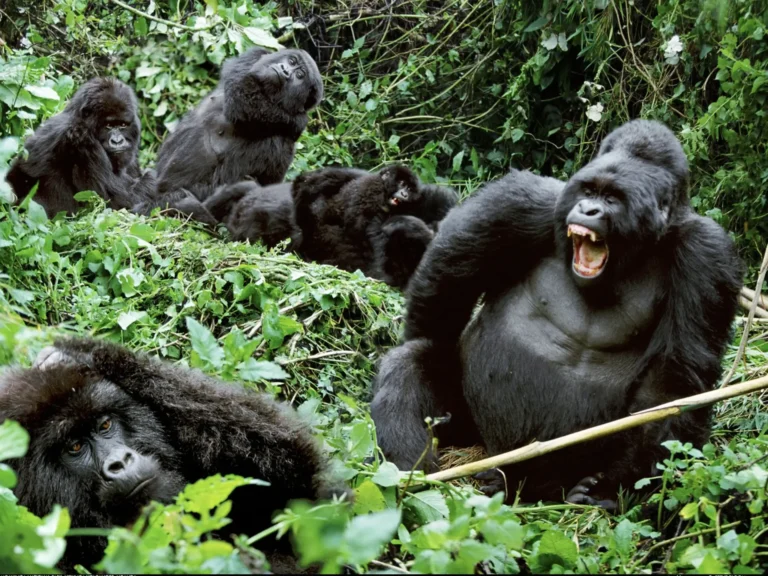 Uganda vs Rwanda Gorilla Trekking: Cost, Access and Experience