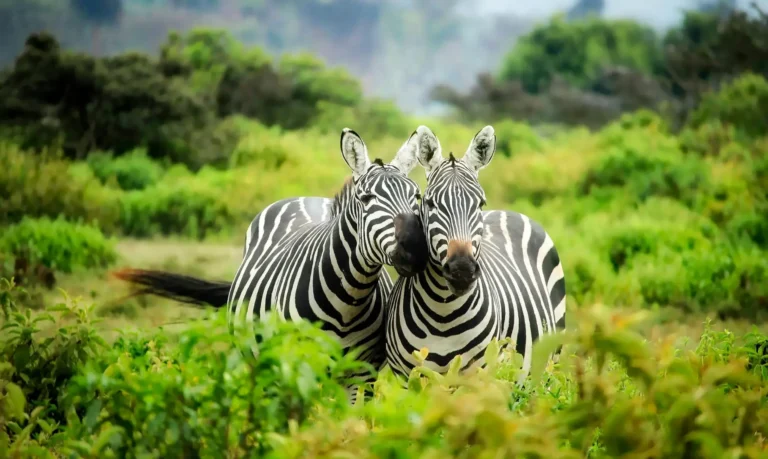 Mombasa SGR Holiday Packages 2026 (KES)