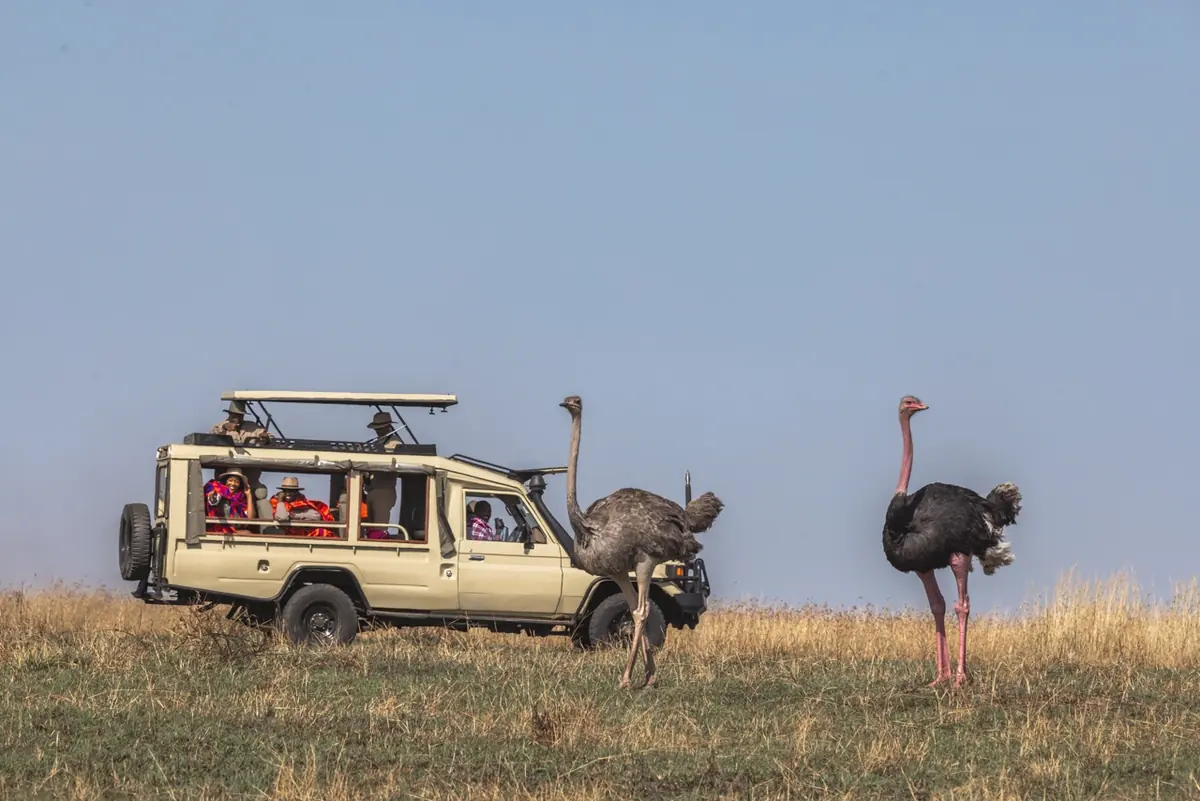 Safari Land Cruiser near ostriches
